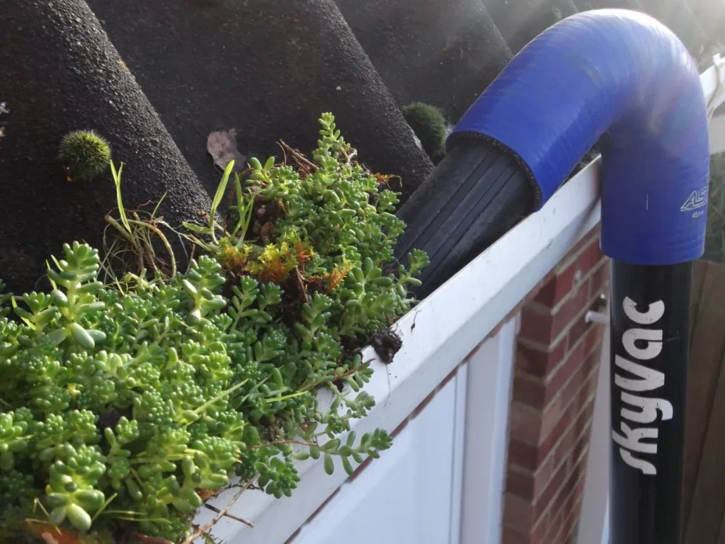 Heavy plant growth being removed from a residential gutter in Holmes Chapel